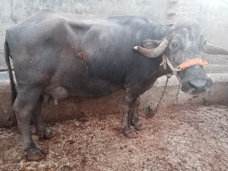 થંબનેલ 2