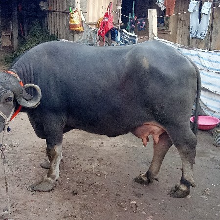 थंबनेल 2