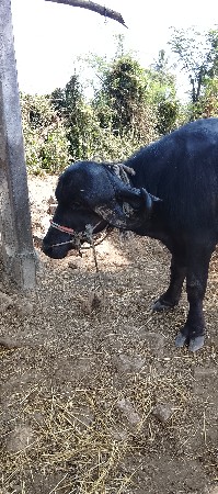 પાડો ‌વેચવાનો છે