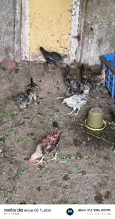 દેશી 2.5 મહિના ના