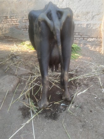 थंबनेल 2