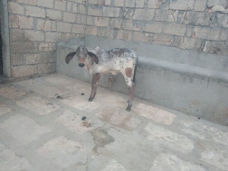 પેલું વેતર વિયાણી છે 10 12 દિવસ થય