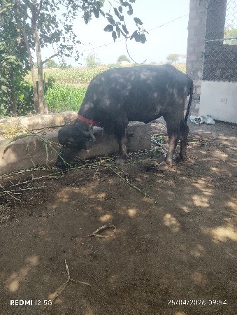 બે ખોડેલી વેચવાની છે