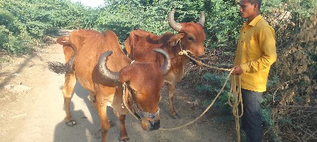 ગોદલા વેચવાના છે