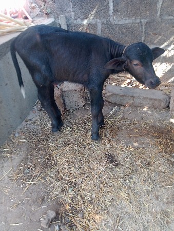 થંબનેલ 3