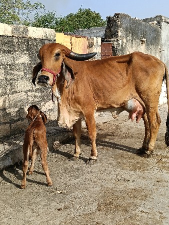 थंबनेल 2