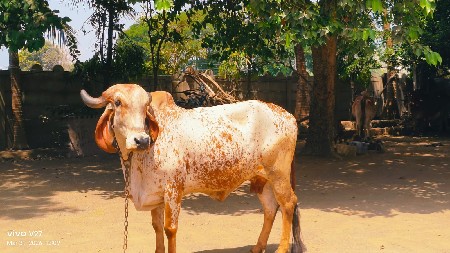 थंबनेल 3