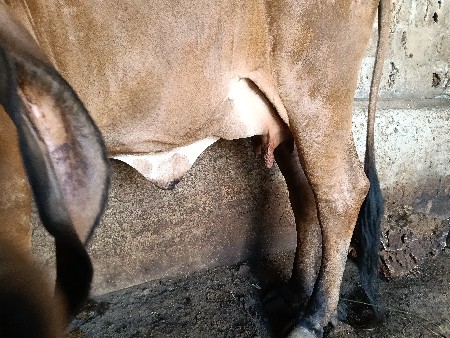 ગાય વેસવાની છે