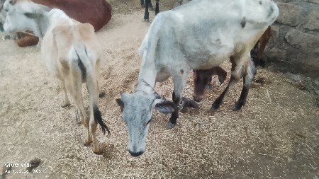 વાછડી દેવાની છે અને એ ડોબરમેન કૂતro