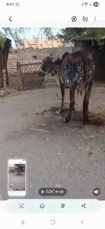 ગીરકાબરીગાયવેસવાનીસેબીજુવેતરત્રીજો