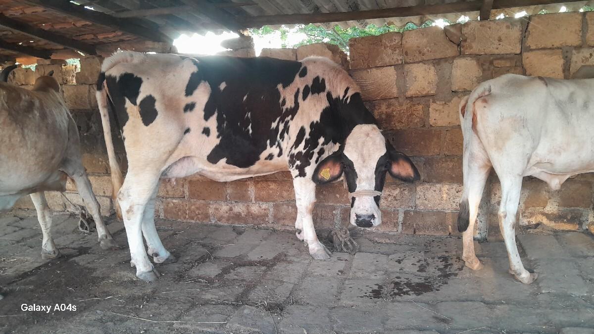 થંબનેલ 1