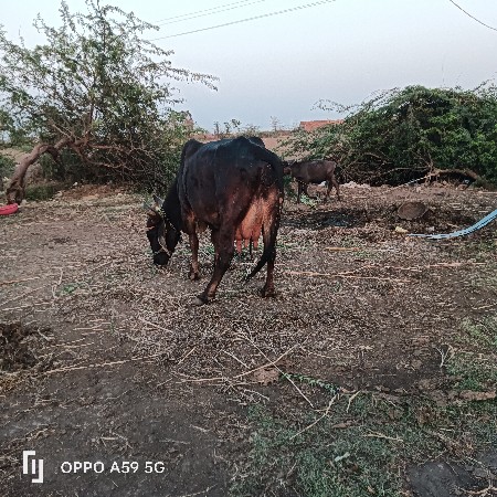 ગાય વેચવાની છે તાજી છે 4 દીવસ