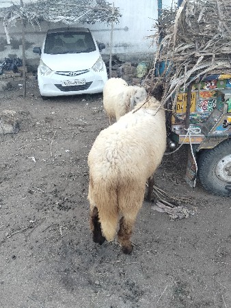 ઘેટા વેચવાના છે