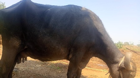 વેચવાની છે