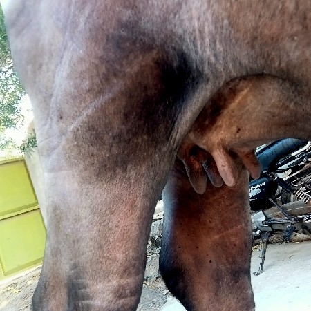 પેલા વેતર ખડેલી વેંચવાની છે ઊંચાઈ