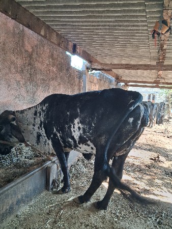 ગાય વેચવાની છે