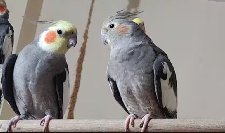 કબુતર વેચવાના છે