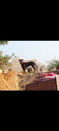 ફિમેલ ડોગ