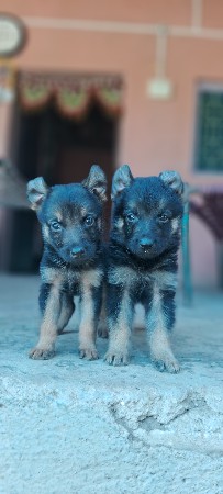 jurman surfer dog puppy