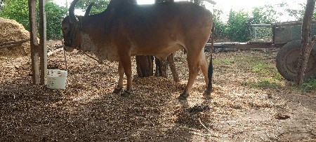 બે ગાય વેચવાની છે