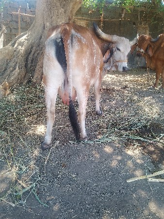 ગાયવેશવાનીછે