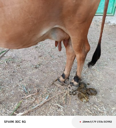 ગાય વેસવાનીસે કાસી છ દિવસની