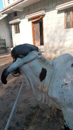 થંબનેલ 3