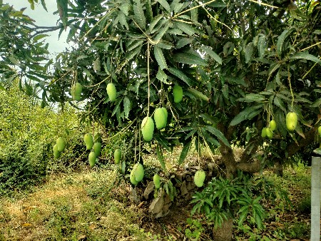 બરડા ડુંગર ની પ્રખ્યાત કેસર કેરી