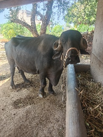 थंबनेल 3