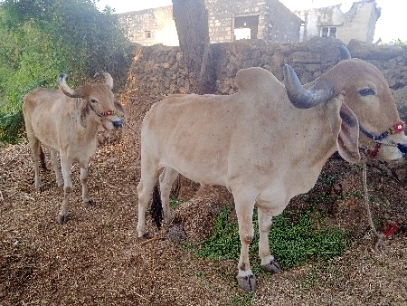 થંબનેલ 3