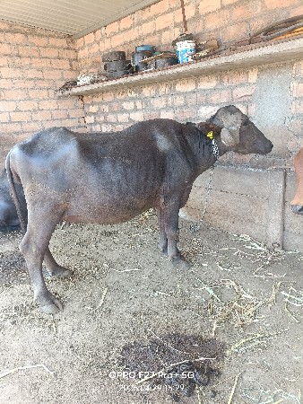 ભેંસ વેચવાની છે