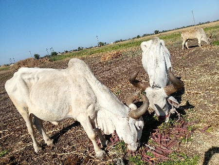 થંબનેલ 3