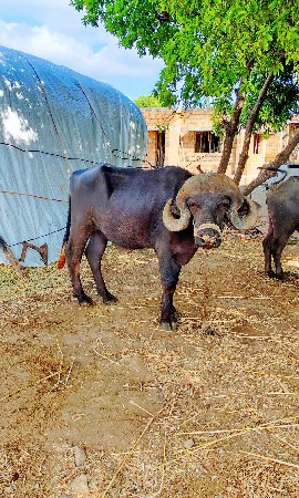 थंबनेल 2