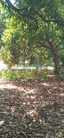 કલમો નો બગીચો