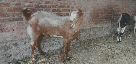 બોકડો