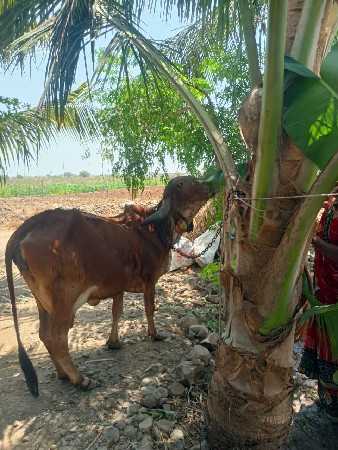 ગાય વેચવાની છે