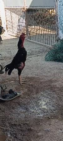 માડી પારો મુર્ગો