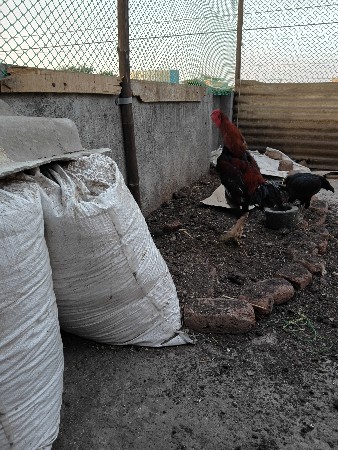 Ashree murga deewana tha