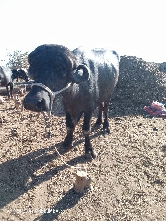 થંબનેલ 3