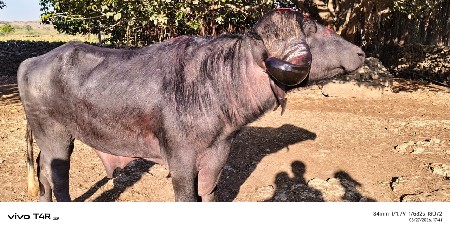 થંબનેલ 3