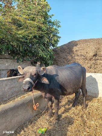 ભેંસ વેચવાની છે.