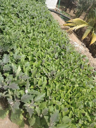 રીગણી નો રોપ