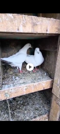 કબૂતર વેચવાના છે