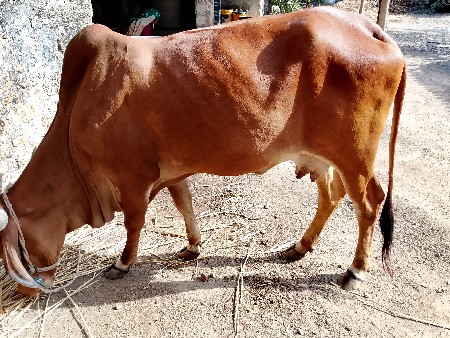 ગીર ગાય વેચવાની છે