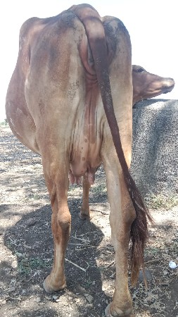 થંબનેલ 2