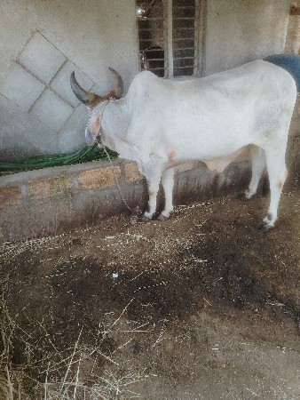 વાસડા  વેસવાના   સૈ