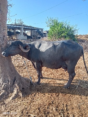 આ ભેંસ વેચવાની છે