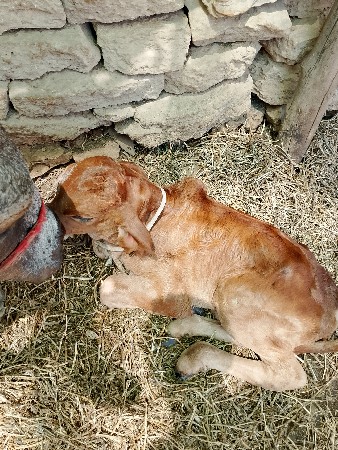 ગાય વેશવાની સે તાજી વયાં ની સે