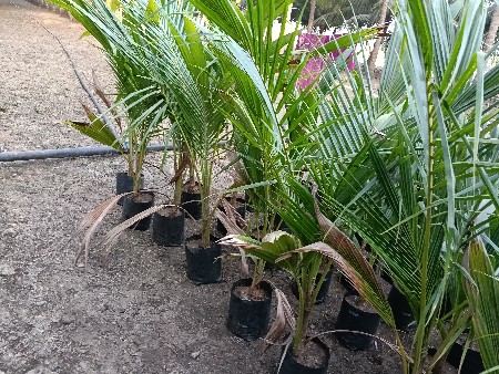 ડીટી નારિયેળના રોપ વેચવાનો છે