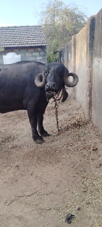 થંબનેલ 3